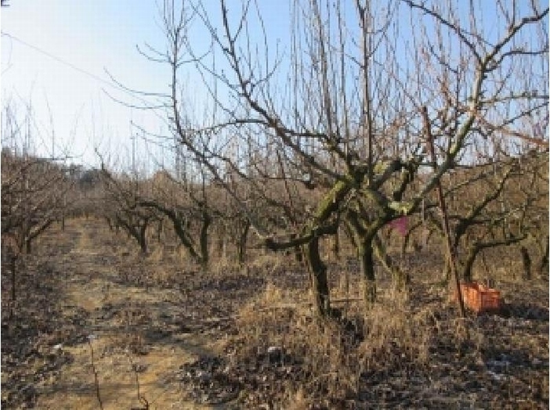 2025타경5218 경상북도 상주시 공검면 오태리 59-8 과수원 경매 이미지