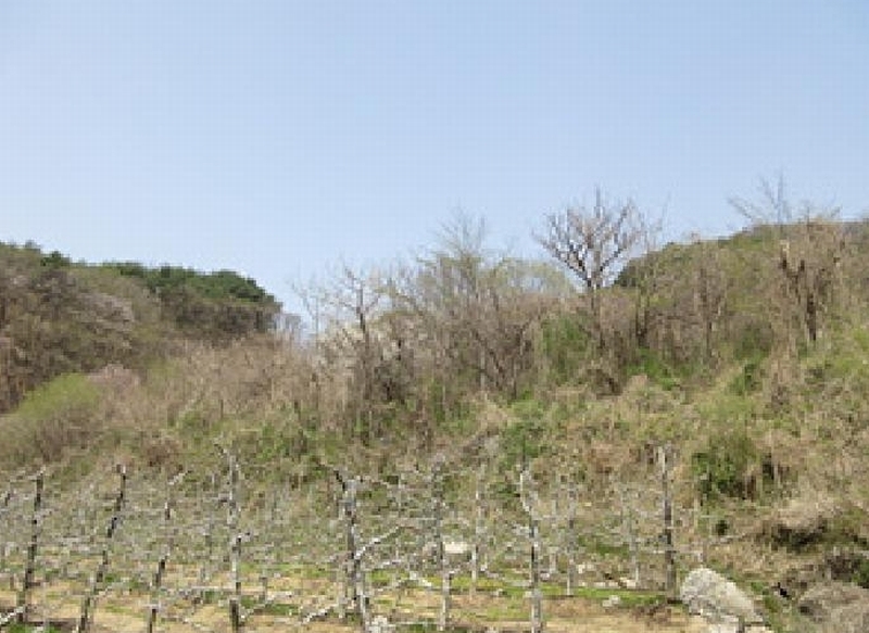 2025타경160 경상북도 예천군 효자면 용두리 749 임야 경매 이미지