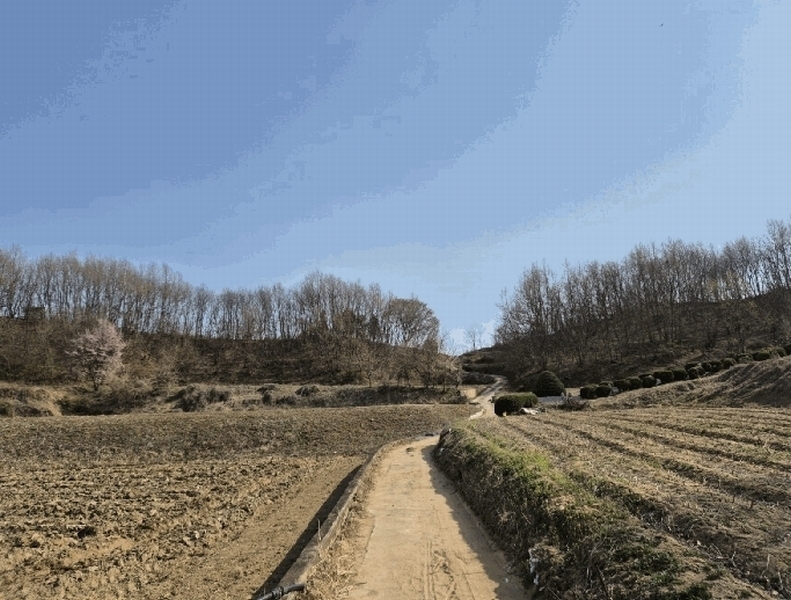 2025타경5268 경상북도 예천군 용궁면 대은리 산103 임야 경매 이미지
