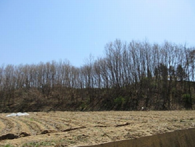 2025타경5268 경상북도 예천군 용궁면 대은리 산103 임야 경매 이미지