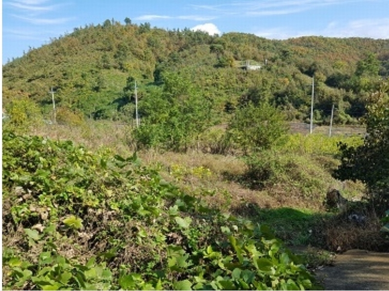 2024타경11813 대구광역시 군위군 의흥면 읍내리 125 농지 경매 이미지