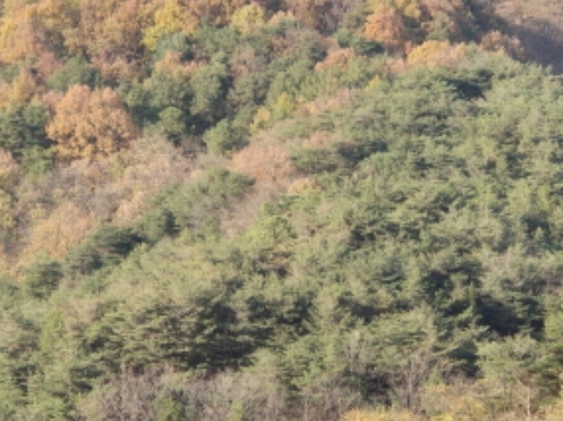 2024타경11892 경상북도 영양군 영양읍 동부리 산100-1 임야 경매 이미지