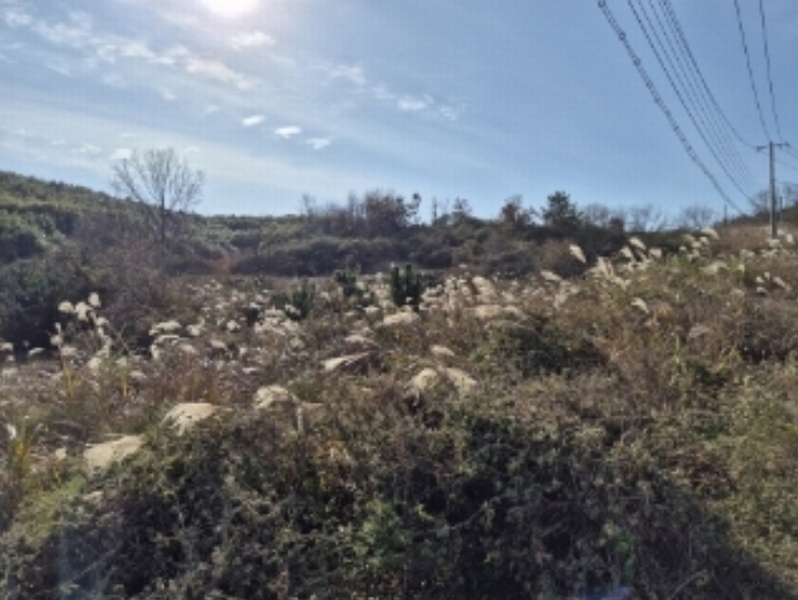 2024타경36870 경상북도 포항시 남구 장기면 계원리 177 농지 경매 이미지