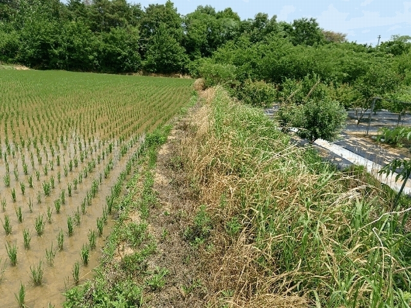 2025타경3836 경상북도 포항시 북구 신광면 우각리 978-2 농지 경매 이미지