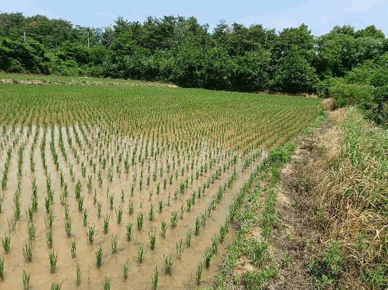 2025타경3836 경상북도 포항시 북구 신광면 우각리 978-2 농지 경매 이미지