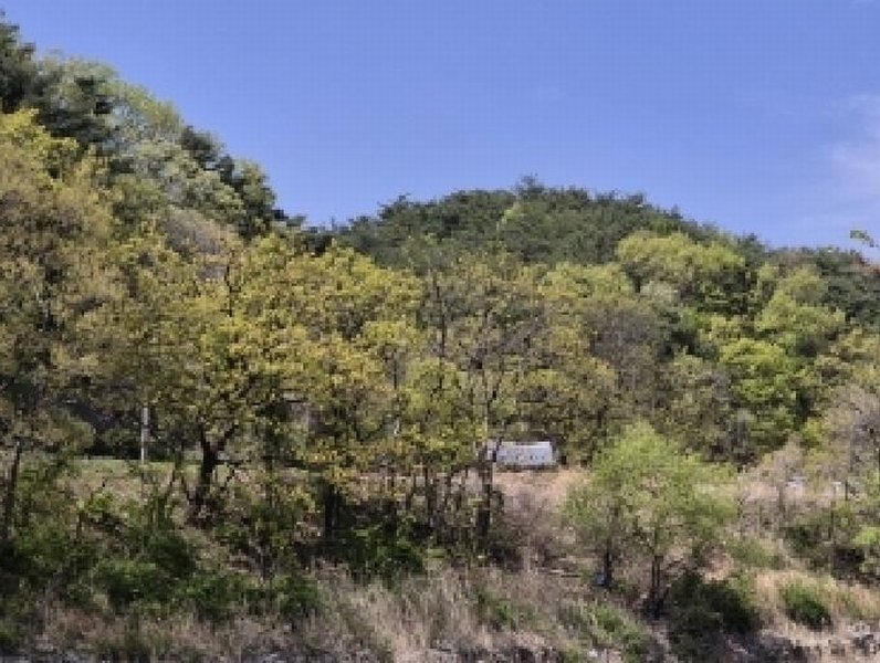 2025타경3684 경상북도 포항시 남구 오천읍 문덕리 산159-1 임야 경매 이미지