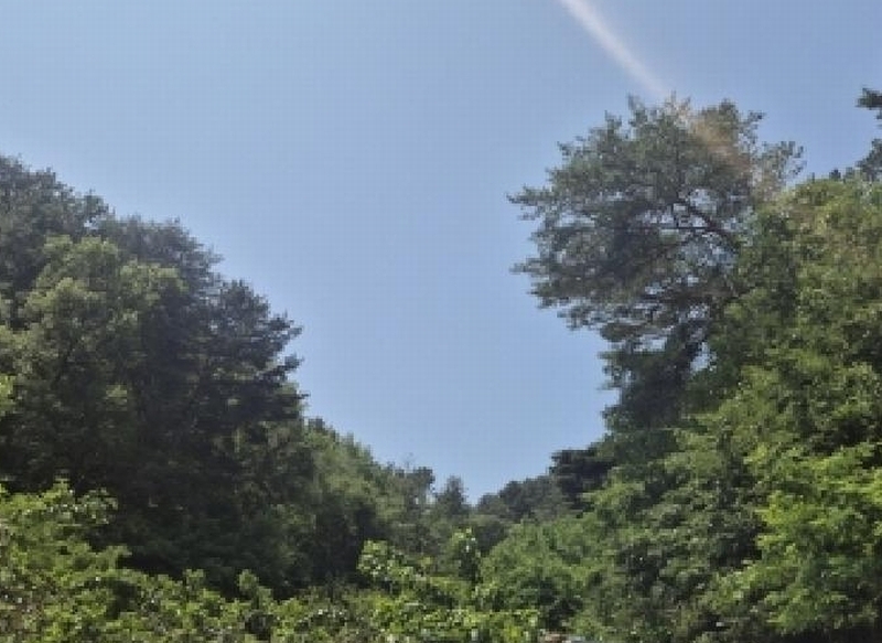 2025타경3780 경상북도 포항시 북구 용흥동 산123-1 임야 경매 이미지
