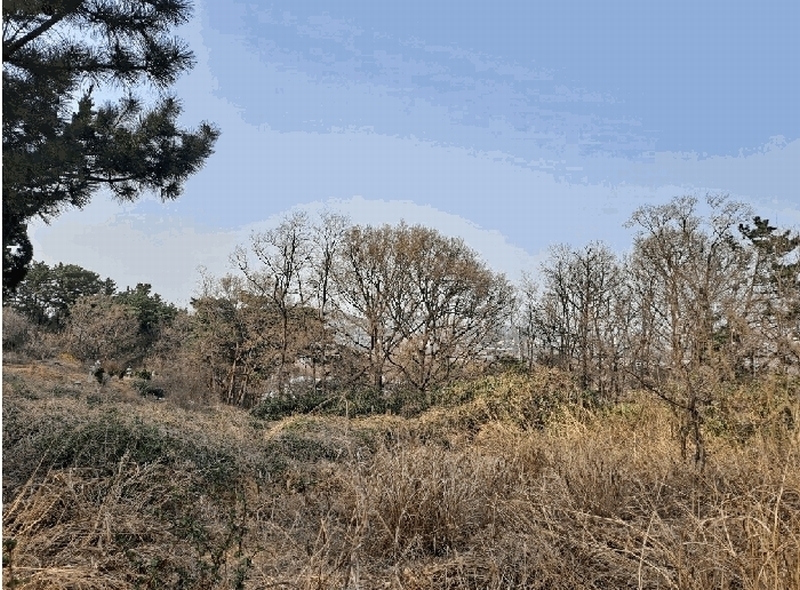 2025타경3646 경상북도 포항시 남구 연일읍 중명리 810 임야 경매 이미지