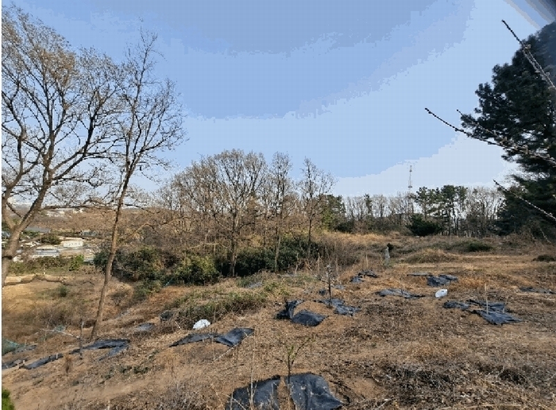 2025타경3646 경상북도 포항시 남구 연일읍 중명리 810 임야 경매 이미지