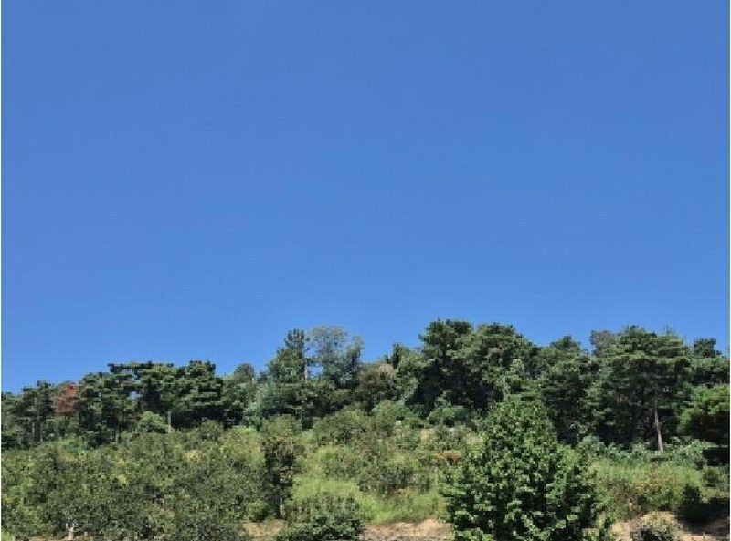 2025타경1411 울산광역시 울주군 청량읍 율리 산134-9 임야 경매 이미지