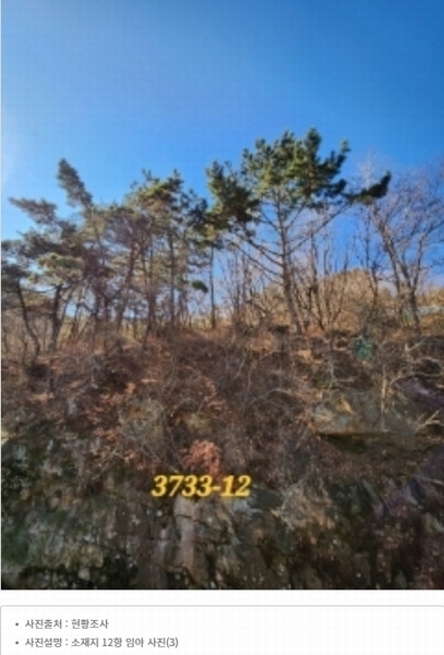 2022타경3733 부산광역시 기장군 일광읍 원리 산101-2 임야 경매 이미지