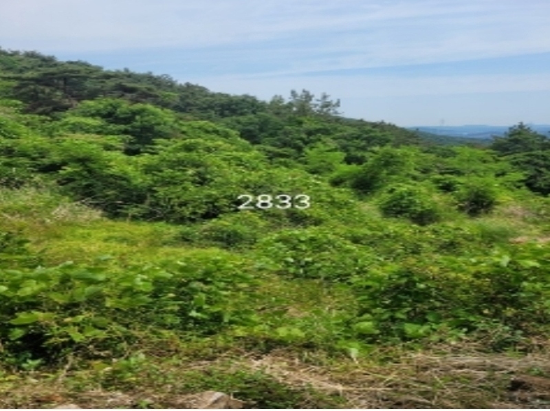2024타경2833 부산광역시 기장군 일광읍 원리 721 농지 경매 이미지
