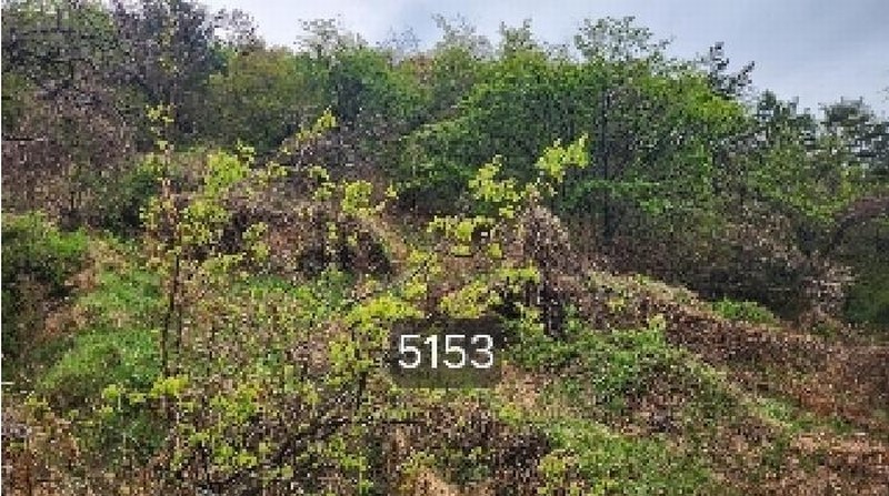 2025타경5153 부산광역시 기장군 일광읍 용천리 산55-3 임야 경매 이미지