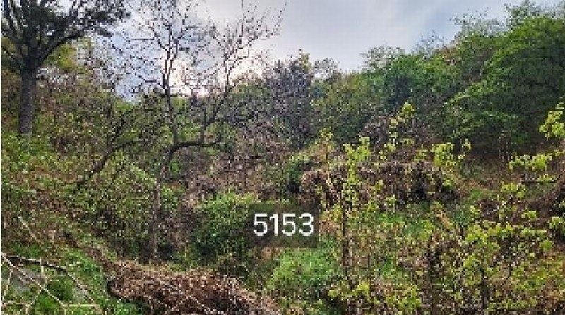 2025타경5153 부산광역시 기장군 일광읍 용천리 산55-3 임야 경매 이미지