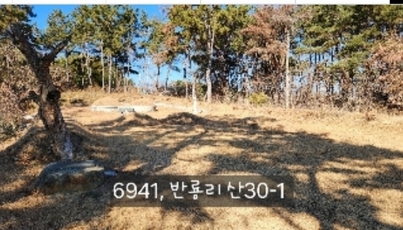 2024타경6941 부산광역시 기장군 장안읍 반룡리 산30-1 임야 경매 이미지