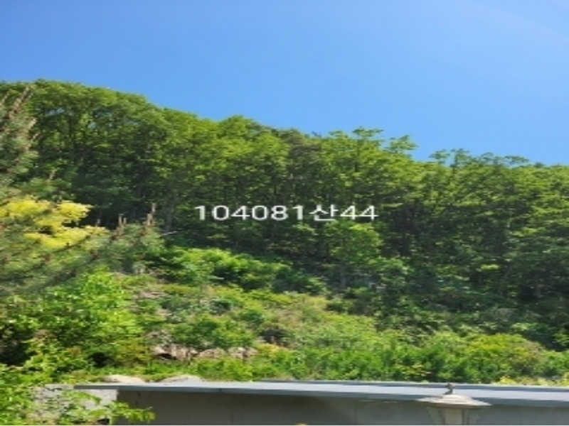 2024타경104081 부산광역시 기장군 장안읍 용소리 산44 임야 경매 이미지
