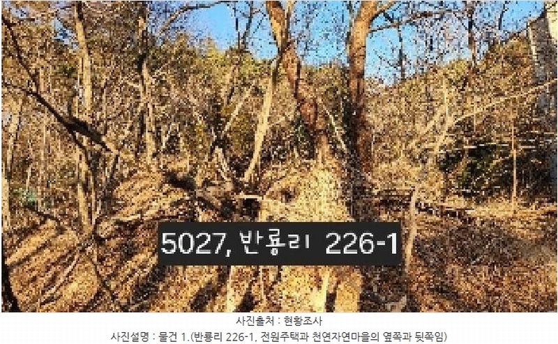 2025타경5027 부산광역시 기장군 장안읍 반룡리 226-1 임야 경매 이미지