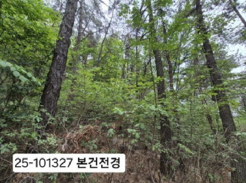 2025타경101327 부산광역시 북구 금곡동 산15 임야 경매 이미지