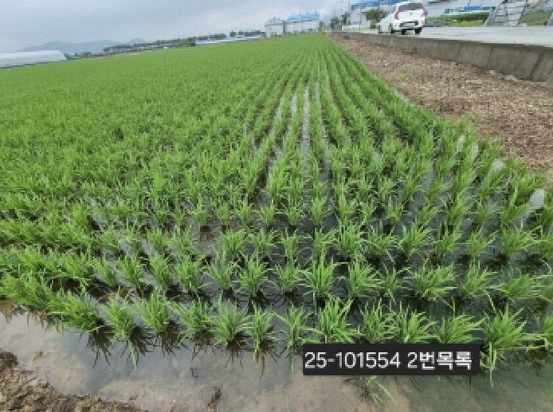2025타경101554 부산광역시 강서구 죽동동 501-1 농지 경매 이미지