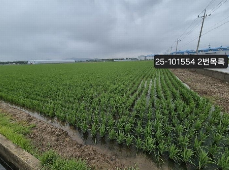 2025타경101554 부산광역시 강서구 죽동동 501-1 농지 경매 이미지