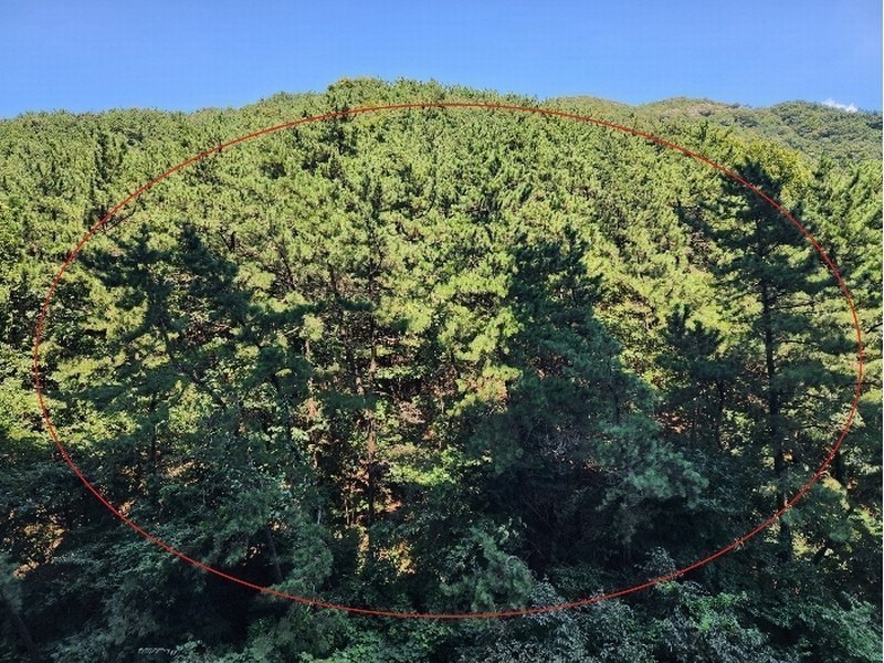 2024타경108898 부산광역시 사상구 학장동 산114-1 임야 경매 이미지