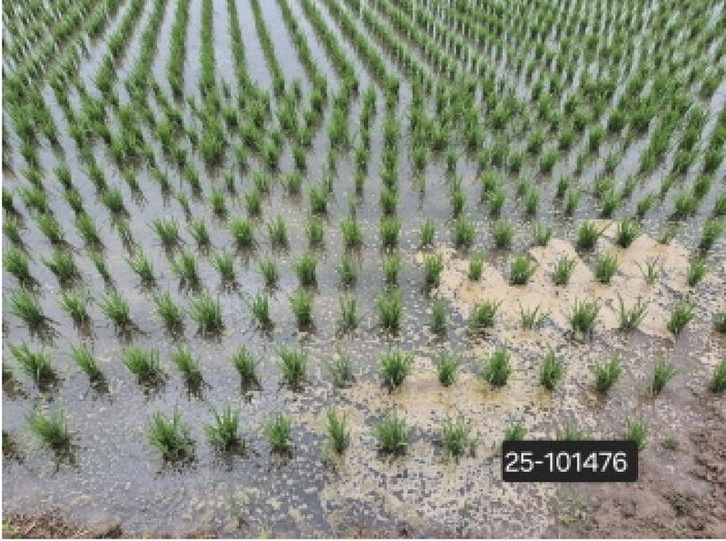 2025타경101476 부산광역시 강서구 죽동동 528-4 농지 경매 이미지