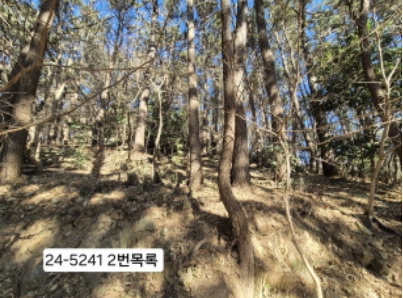 2024타경5241 부산광역시 사하구 괴정동 산139-1 임야 경매 이미지