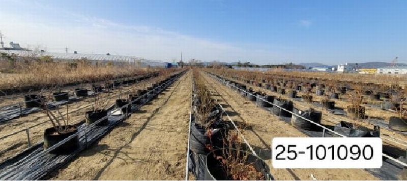2025타경101090 부산광역시 강서구 대저2동 513-48 농지 경매 이미지