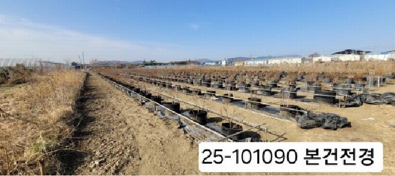 2025타경101090 부산광역시 강서구 대저2동 513-48 농지 경매 이미지