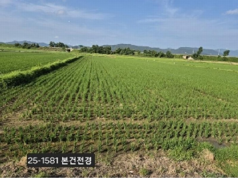 2025타경1581 부산광역시 강서구 봉림동 282-14 농지 경매 이미지