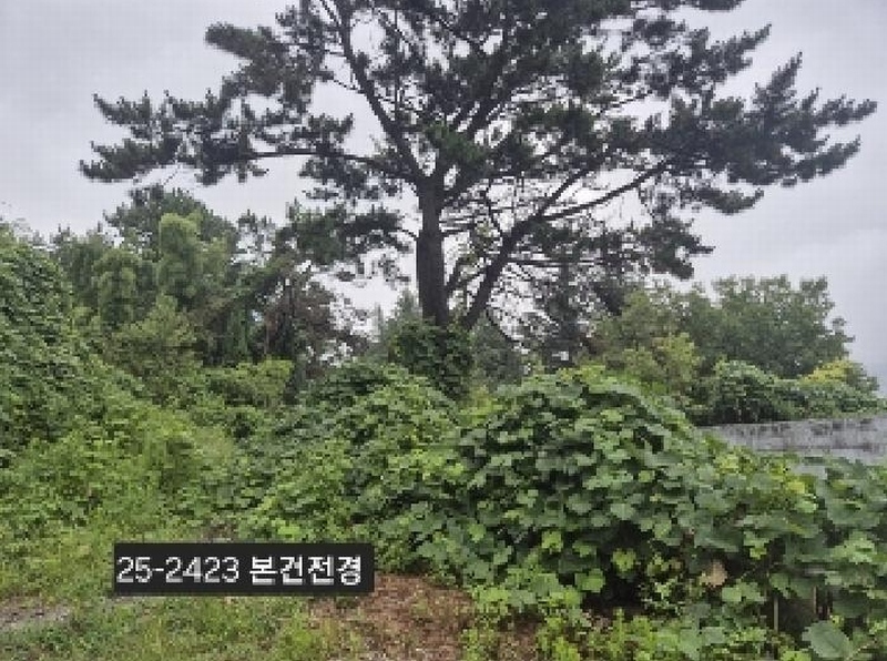 2025타경2423 부산광역시 사하구 당리동 534-11 임야 경매 이미지