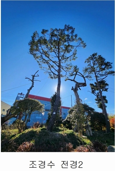2023타경109856 부산광역시 강서구 대저1동 305-4 농지 경매 이미지