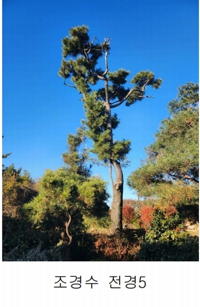 2023타경109856 부산광역시 강서구 대저1동 305-4 농지 경매 이미지