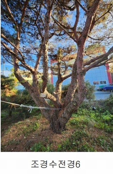 2023타경109856 부산광역시 강서구 대저1동 305-4 농지 경매 이미지