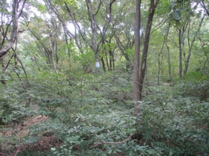2024타경3405 부산광역시 사상구 학장동 산141 임야 경매 이미지