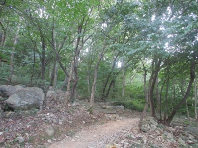 2024타경3405 부산광역시 사상구 학장동 산141 임야 경매 이미지