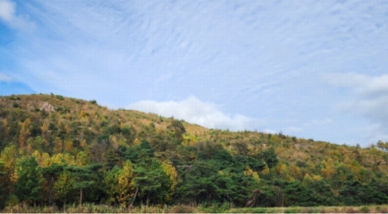 2024타경8142 울산광역시 울주군 언양읍 직동리 산19-4 임야 경매 이미지