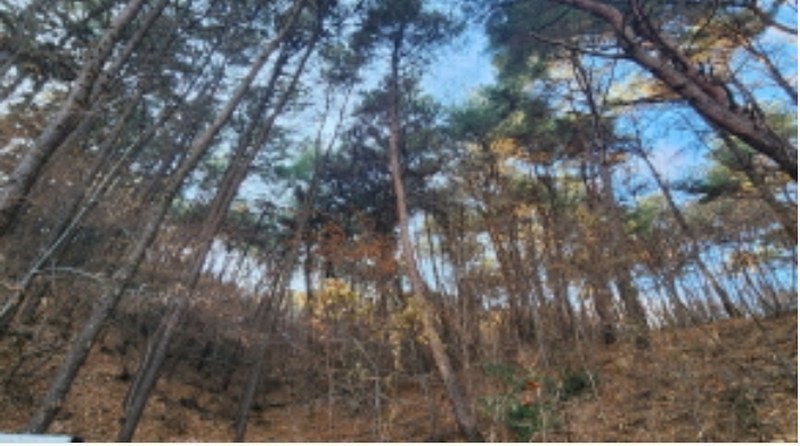 2024타경10121 경상남도 양산시 평산동 산119-5 임야 경매 이미지
