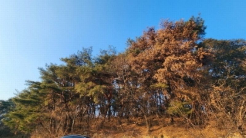 2025타경10401 울산광역시 울주군 상북면 거리 214-2 임야 경매 이미지