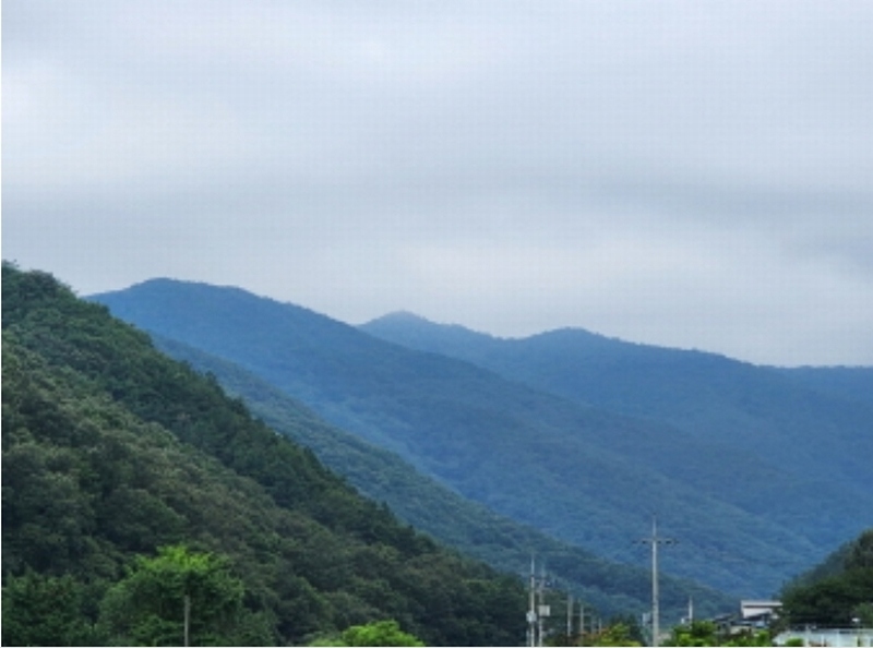 2023타경109512 울산광역시 울주군 두서면 서하리 산105 임야 경매 이미지