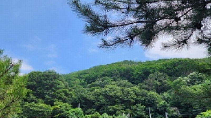 2025타경1206 경상남도 양산시 상북면 내석리 산108 임야 경매 이미지