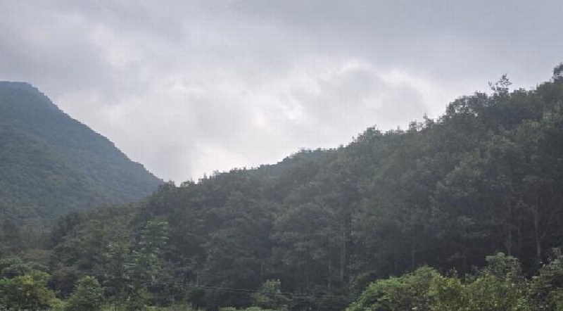 2025타경1381 경상남도 양산시 원동면 원리 산112 임야 경매 이미지