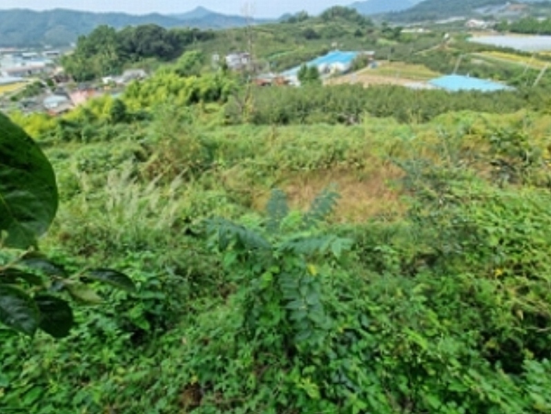 2024타경6355 경상남도 창원시 의창구 동읍 노연리 45 농지 경매 이미지