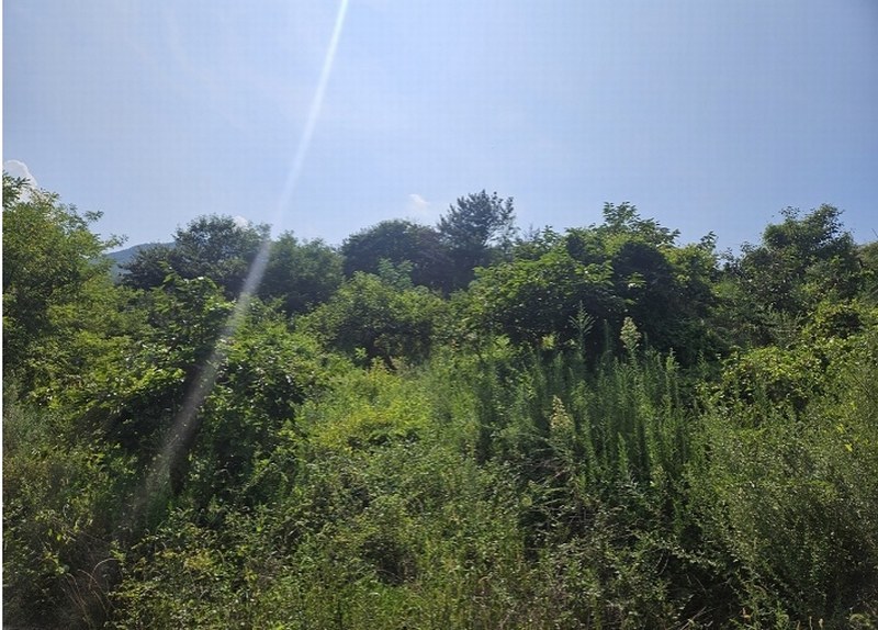 2025타경11927 경상남도 창원시 의창구 북면 내곡리 777-1 과수원 경매 이미지