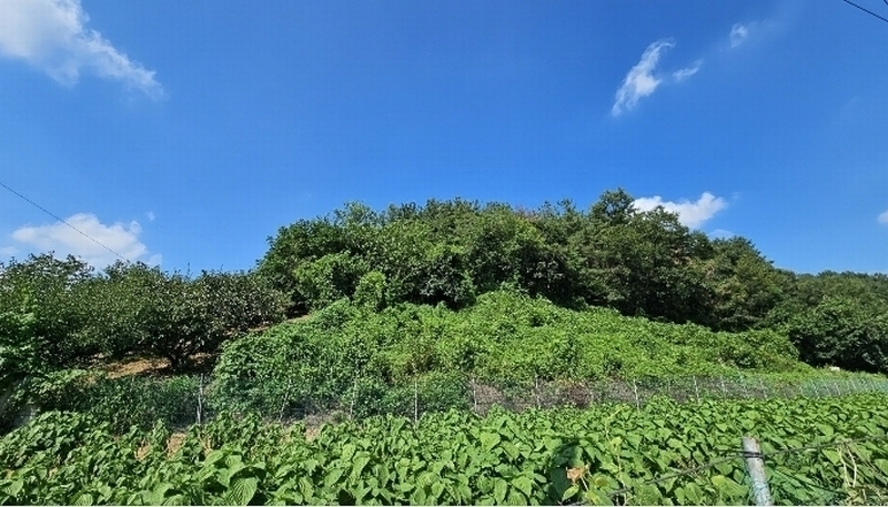 2024타경104396 경상남도 함안군 대산면 부목리 592-1 임야 경매 이미지