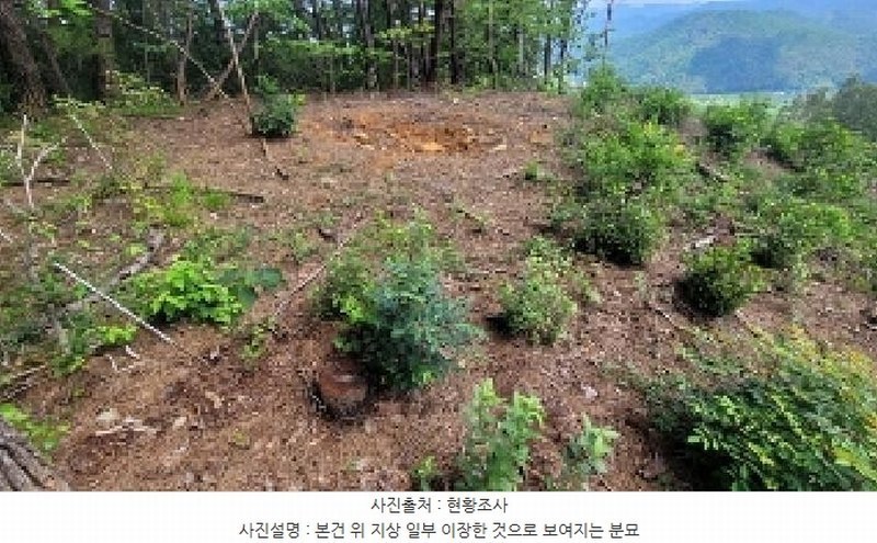 2025타경20741 경상남도 함안군 함안면 강명리 산223 임야 경매 이미지