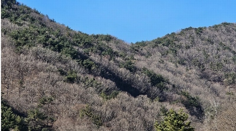2024타경107364 경상남도 창원시 마산합포구 진동면 동전리 산364 임야 경매 이미지
