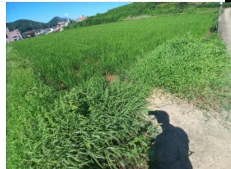 2024타경36113 경상남도 남해군 삼동면 지족리 89-2 농지 경매 이미지
