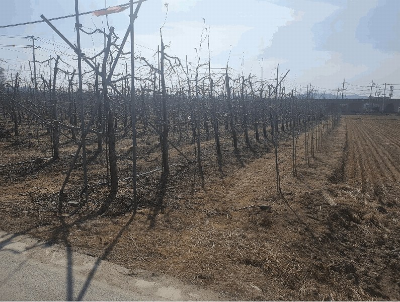 2025타경10198 경상북도 안동시 풍산읍 매곡리 96 농지 경매 이미지