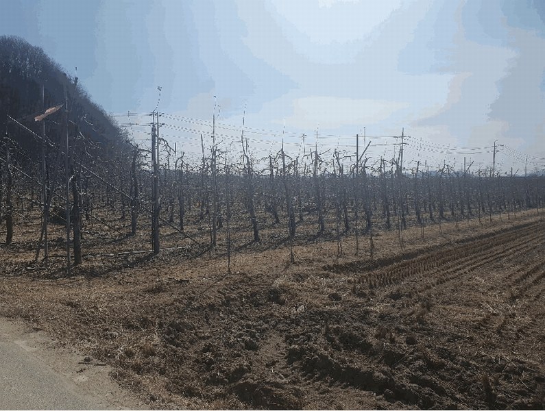 2025타경10198 경상북도 안동시 풍산읍 매곡리 96 농지 경매 이미지